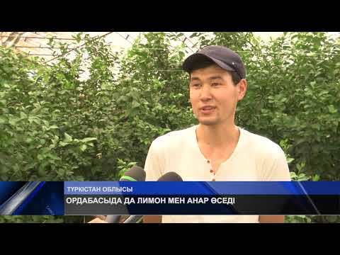 Видео: ОРДАБАСЫДА ДА ЛИМОН МЕН АНАР ӨСЕДІ