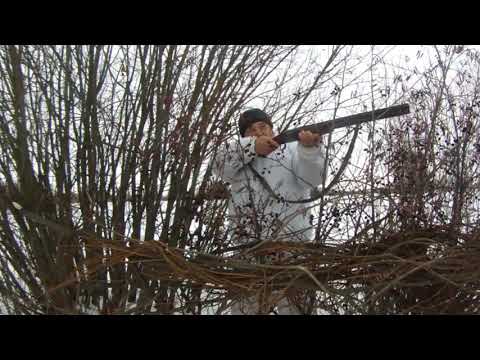 Видео: Молодому охотнику. Охота на лису, на приваде.