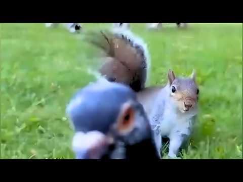 Видео: 1 КАДР НА МИЛЛИОН: Эти животные точно знали, что их снимают 😹