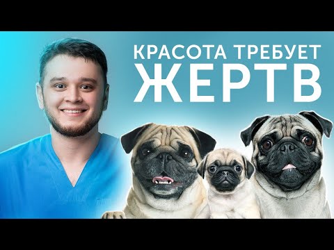 Видео: 6 ОСНОВНЫХ ПРОБЛЕМ МОПСОВ! ЧТО НУЖНО учитывать,КОГДА заводишь МОПСА?