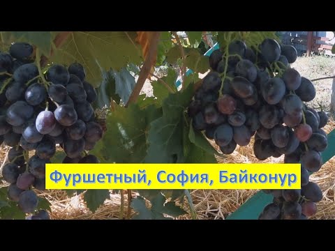 Видео: Виноград, который в этом году удивил. Фуршетный, София, Монарх, Байконур