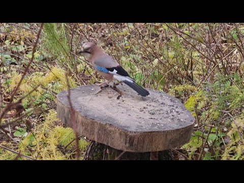 Видео: Ноябрьская посевная, сойка Зойка и деревянная птица