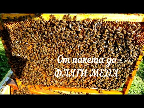 Видео: От ПАКЕТА ПЧЕЛ До ФЛЯГИ МЕДА | Пчелопакет | Пчелы начинающим