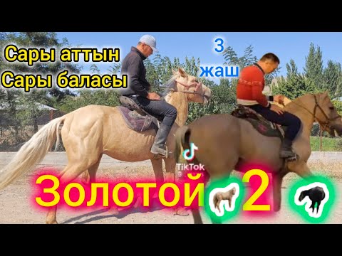 Видео: Быйты балбан Сары ат