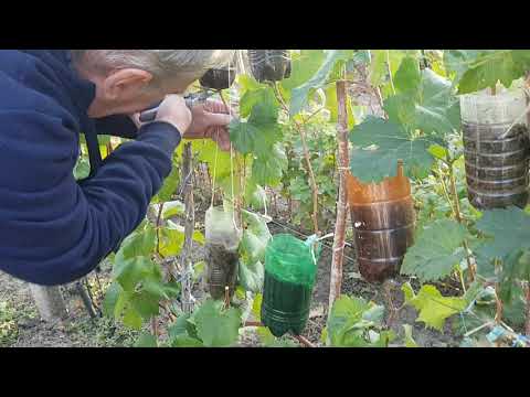 Видео: Результаты укоренения воздушных отводков