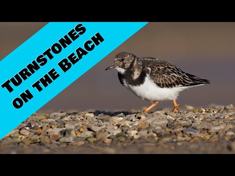 Видео: Каменные булыжники на галечном пляже в Дорсете. Один из самых лёгких для фотографирования бродяг ...
