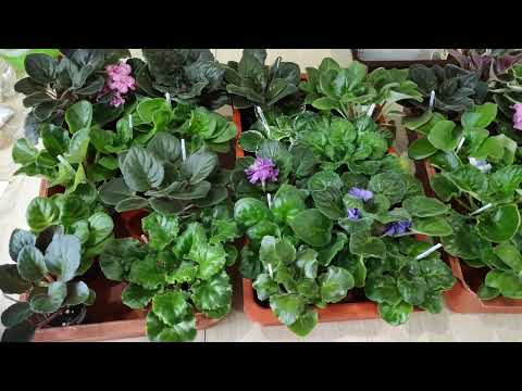 Видео: Внимание!Глобальная распродажа и розыгрыш для покупателей.
