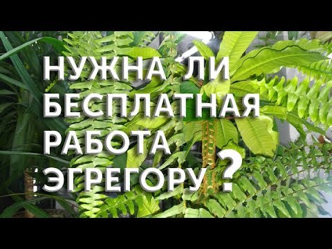 Видео: Нужна ли бесплатная работа эгрегору?