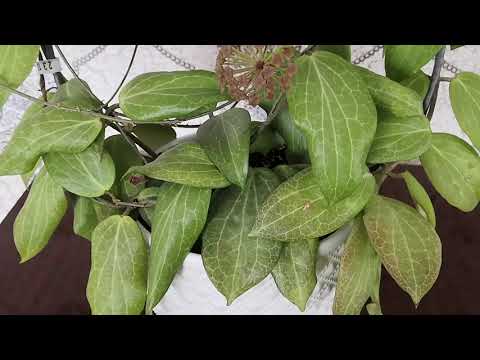 Видео: Хойи🌿 Сорта хой переехавшие к маме. (1 часть)