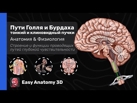 Видео: Проводящие пути Голля и Бурдаха (Тонкий и Клиновидный пучки)