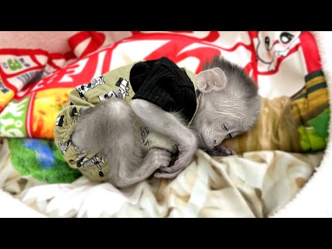 Видео: Последние новости о детеныше обезьяны каки. Это вас удивит!