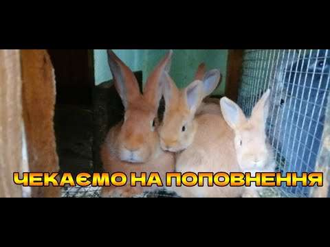 Видео: Чекаємо на поповнення кроликів.
