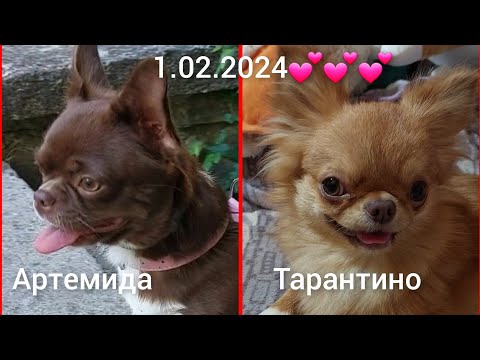 Видео: #ПРЕЗЕНТАЦИЯ #РОДЫ ЩЕНКИ #ЧИХУАХУА Артемида +Тарантино ПИТОМНИК КАСТРОПУЛО #КРЫМ