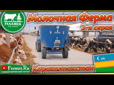 Видео: Молочные коровы: Симменталы|Голштины. Устройство фермы и содержание коров. PANAEV FARMS. Узбекистан