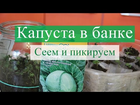 Видео: Сеем капусту в банку. Далее пикируем. (30.03.16)