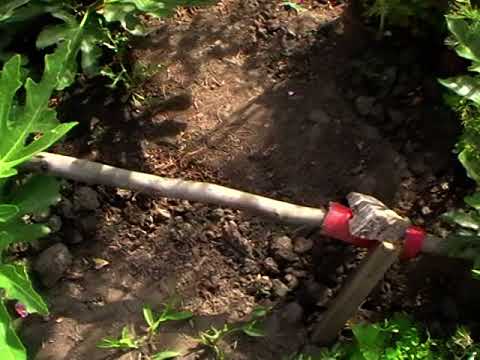 Видео: Формування куща інжиру.