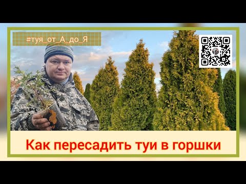 Видео: #туя_от_А_до_Я 🌲Как правильно пересадить тую в горшки на доращивание. #туя ✅