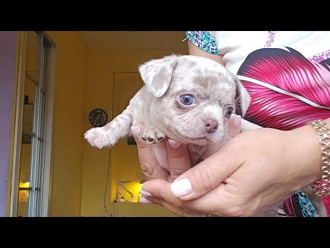 Видео: привет из младших ясель #питомник #чихуахуа #Кастропуло #Крым 