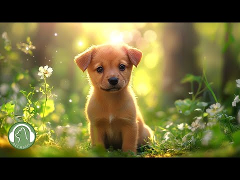 Видео: (Звуки леса)Любимая музыка собак🐶Успокаивающая музыка для сна