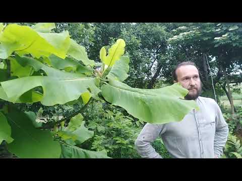 Видео: Крупнолистные летнецветущие магнолии