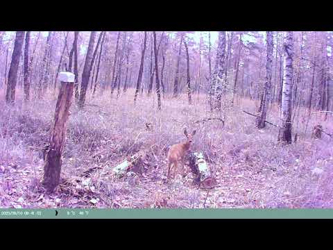 Видео: Молодая косуля заинтересовалась новым солонцом.