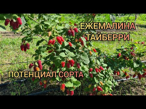Видео: Ежемалина Тайберри. Потенциал сорта
