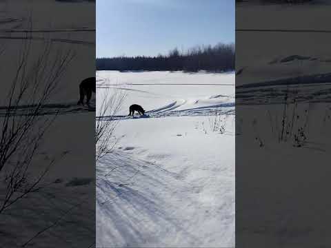 Видео: Догонялки.#щеноквео #щенокджаз