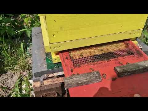 Видео: Японский улей, обработка пчёл от клещей Варроа.