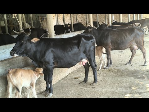 Видео: 4 САР ГОВОИ ФУРУШИ КАРПАТ ГУСАЛДОР БУКАЧАДОР НОМЕР 911217221 НАВОРИ ТОЗА 10 СЕНТЯБРЯ 2025