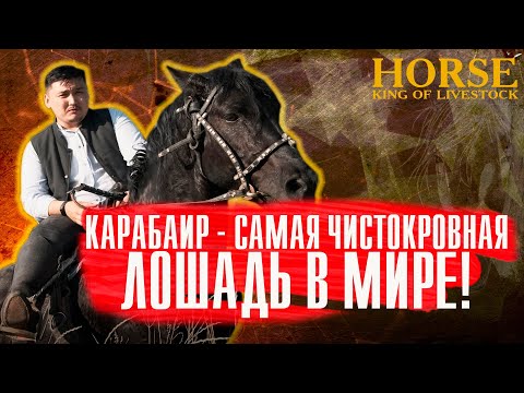 Видео: Правда ли, что русская лошадь имеет кровь казахской лошади? «Кокпар»