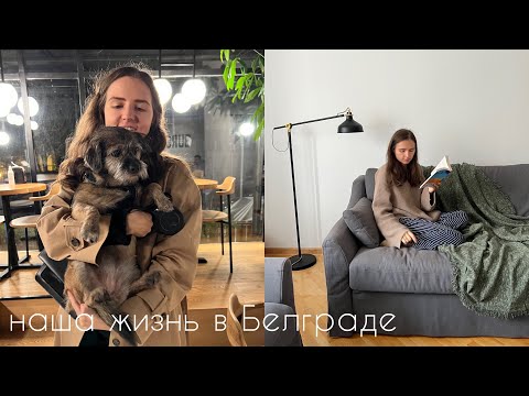Видео: life update: переезд в Сербию, поиск квартиры, перевоз Куки, кафе и рестораны Белграда