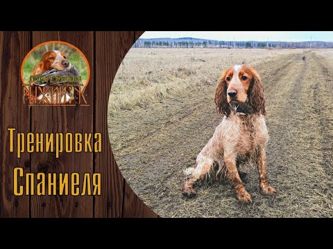 Видео: Русский Охотничий Спаниель. Натаска и тренировка.