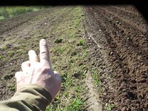 Видео: Т 25 самодельный окучник в работе