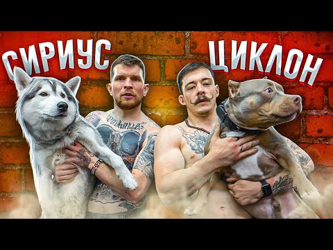 Видео: СОБАКА БЛУДА И ХАСКИ БЕРДСЕРКА