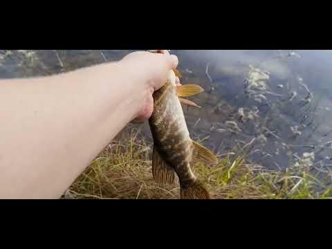 Видео: Пробная рыбалка. Река Вага, Вологодская область 12.09.2024