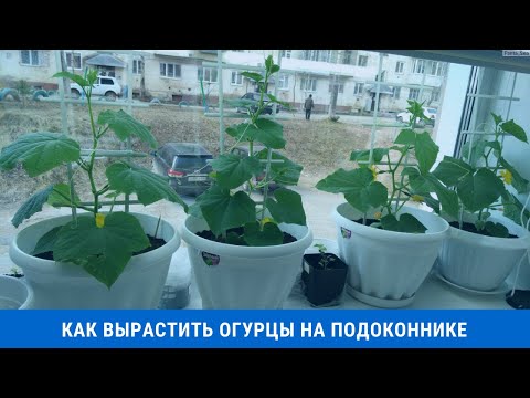 Видео: Как вырастить огурцы на подоконнике в домашних условиях зимой и летом