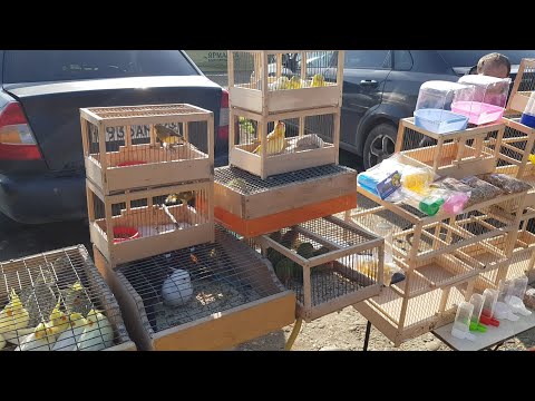 Видео: Ярмарка Кропоткин 23.04.22г Обзор птичьего рынка !