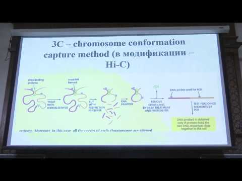 Видео: Клеточная биология. Профессор Онищенко Галина Евгеньевна (Лекция 3)