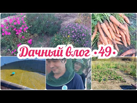 Видео: ПОМЫЛА И РАЗОБРАЛИ БАССЕЙН 🔥 УБОРКА ТРАВЫ НА УЧАСТКЕ // ВЫКОПАЛА МОРКОВЬ // СПАСАЕМСЯ ОТ МОШЕК