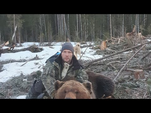Видео: Охота на медведя весной у привады. Вышел крупный матёрый самец.