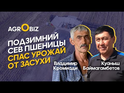 Видео: Урожайность разных сортов пшеницы в засушливых условиях Казахстана / Кромиади, БИК