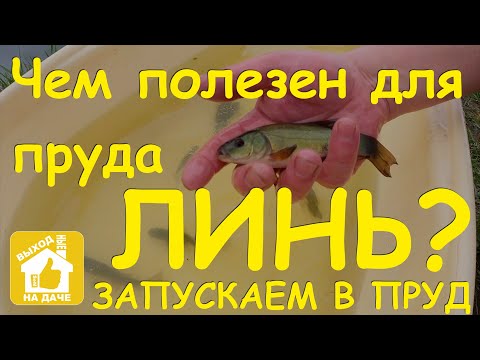 Видео: Запускаем в пруд линя 🐟 Чем линь полезен для пруда 🏝️ Разведение линя в пруду 🎏 Tench-fish in pond
