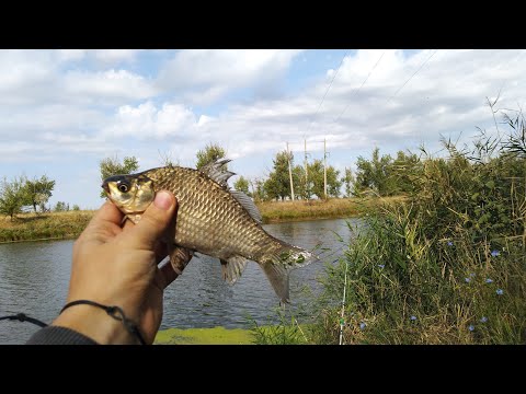 Видео: Первая ОСЕННЯЯ РЫБАЛКА!!! РЫБАЛКА на ТУЗЛОВКЕ ОСЕНЬЮ!!! КАРАСЬ и ЩУКА на ТУЗЛОВКЕ!!!