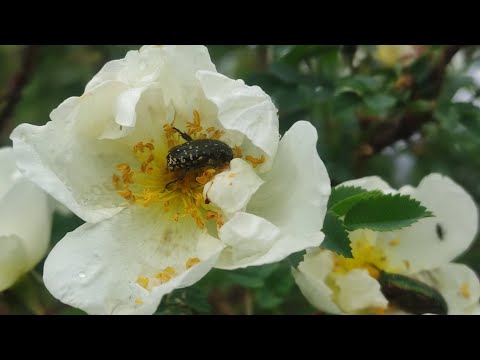 Видео: Ежевика   спасаем ягоду , Оленка мохнатая