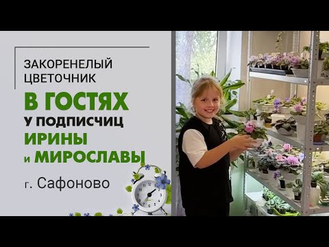 Видео: В гостях у Ирины и Мирославы. Фиалки, хойи, фикусы, кактусы в г. Сафоново Смоленской области