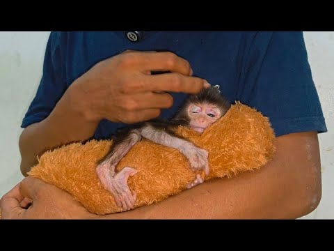 Видео: МАКАКИ С СВИНЬЕЙ ИЛИ ДЛИННОХВОСТЫМИ? ВОТ ОТВЕТ