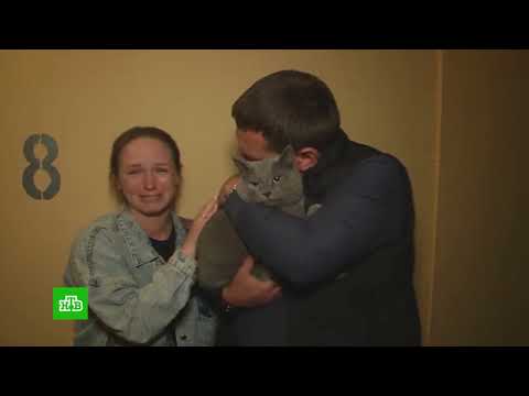 Видео: «КОТ-ПУТЕШЕСТВЕННИК»