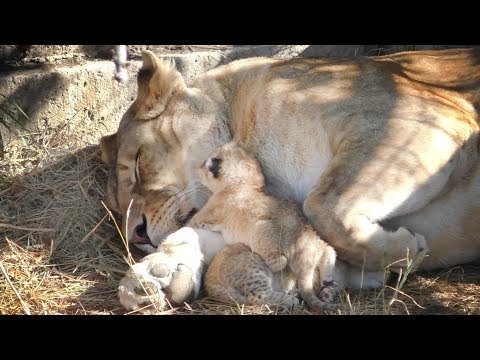 Видео: Маленькие львята Лизы. Львы. Тайган. Little lion cubs. Taigan.