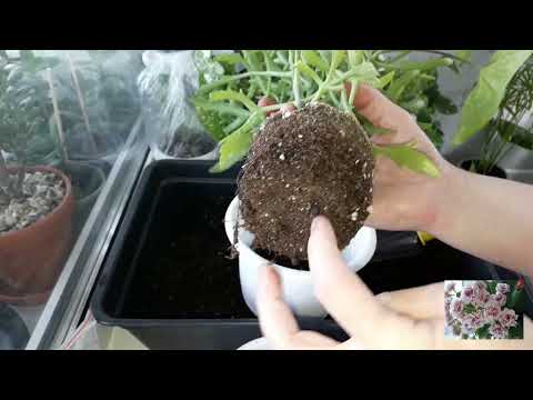 Видео: КОМНАТНЫЕ ЦВЕТЫ.МАРНИЕРА,АИХРИЗОН,СИНГОНИУМ ПАНДА.ЦВЕТОЧНЫЕ ДЕЛА.