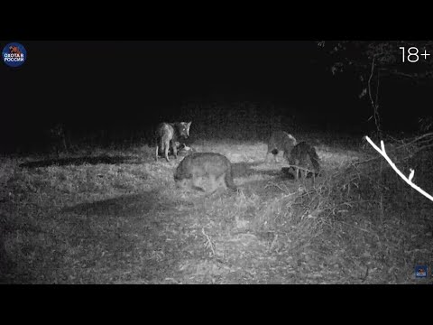 Видео: РУЧНЫЕ МАТЁРЫЕ ВОЛКИ. Весь ПРОЦЕСС ОХОТЫ от ПРИВАДЫ до ВЫСТРЕЛА!